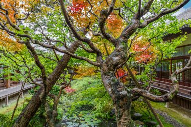 Eikando Zenrin-ji Tapınağı: Kyoto, Japan