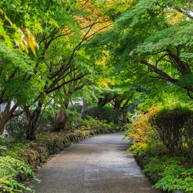 Tree Tunnel
