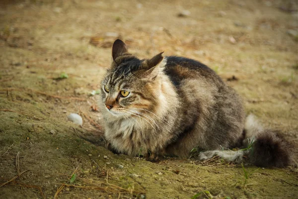 日本流浪猫 — 图库照片