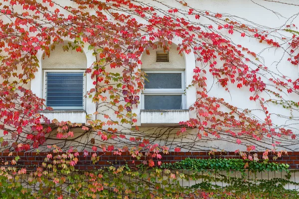 Красный альпинист на стене — стоковое фото