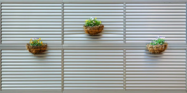 Flores en la pared — Foto de Stock