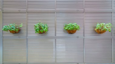 Duvardaki çiçekler