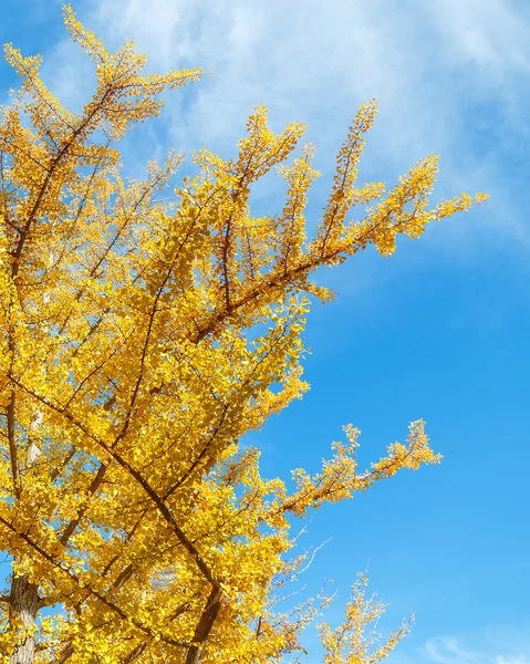 Ginkgo sale en otoño en Mt. Koya en wakayama, Japón —  Fotos de Stock