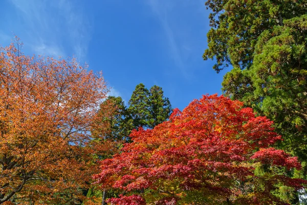 Feuilles d'automne — Photo