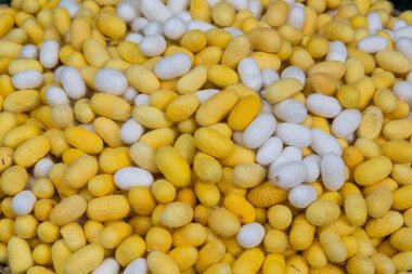 Tay ipek yapmak için hazırlanan malzeme