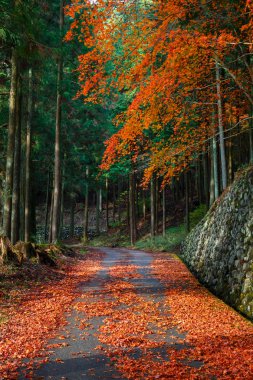 Nikko Taiyuinbyo Tapınağı ve Futarasan-jinja Tapınağı'na Giden Yol, Tochigi, Japonya