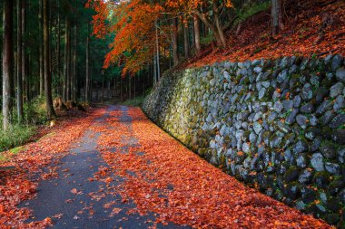 Nikko Taiyuinbyo Tapınağı ve Futarasan-jinja Tapınağı'na Giden Yol, Tochigi, Japonya