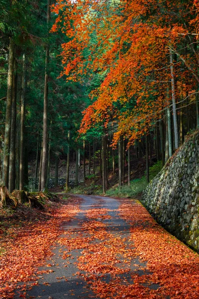 The Road to Taiyuinbyo Shrine and Futarasan-jinja Shrine in Nikko, Tochigi, Japan — Stock Photo, Image