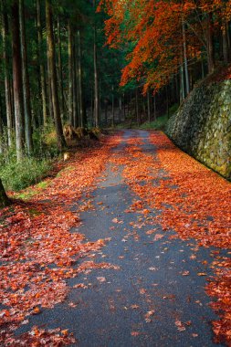 Nikko Taiyuinbyo Tapınağı ve Futarasan-jinja Tapınağı'na Giden Yol