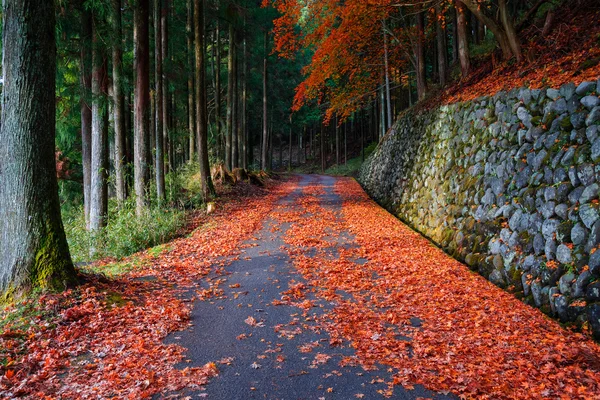 El camino al santuario de Taiyuinbyo y al santuario de Futarasan-jinja en Nikko —  Fotos de Stock