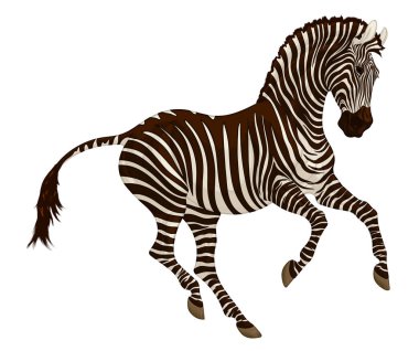 Dörtnala giden ovalar zebra kulaklarını deldi ve ilgiyle baktı. Çizgili bir aygırın renkli çizimi. Vektör amblemi, Afrika vahşi yaşam turizmi için tasarım unsuru.