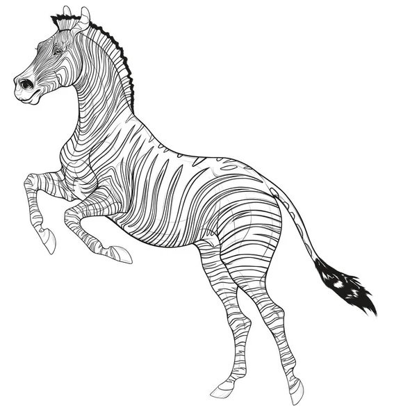 平原斑马在跳跃前就已经长大了 有条纹的种马竖起耳朵 用后腿站立 非洲野生动物旅游和彩色书籍的黑白矢量设计元素 — 图库矢量图片