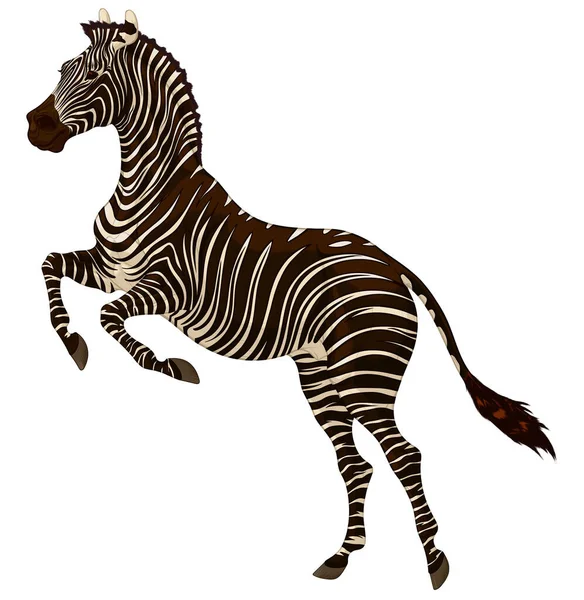 Plains Zebra Reared Jumping Striped Stallion Laid Its Ears Back — Stock Vector