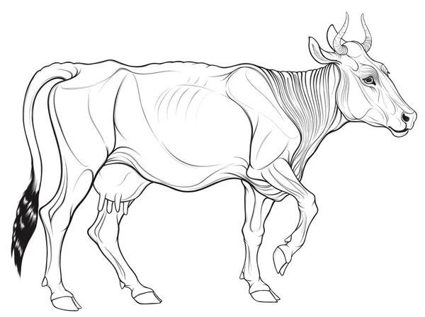Vettore Lineare Iillustrazione Una Mucca Cornuta Che Cammina Immagine Bestiame — Vettoriale Stock