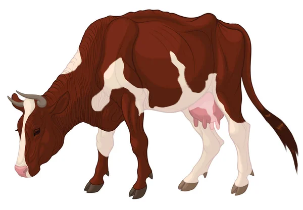 Imagen Una Vaca Doméstica Pastando Ilustración Color Ganado Piebaldo Con — Vector de stock