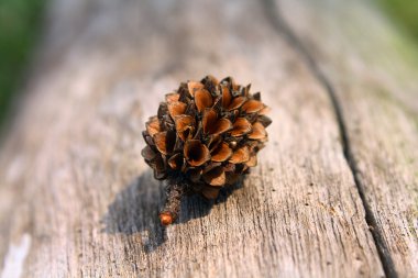 Konik meyve düşmüş bir ağaç üzerinde