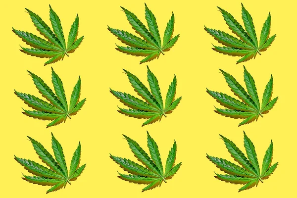 大麻叶在黄色背景上的花纹 有强光 极简主义大麻海报 — 图库照片