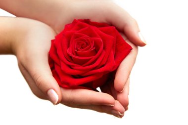 Beyaz üzerine kırmızı gül tutan kadın elleri, yakın plan izole edilmiş.
