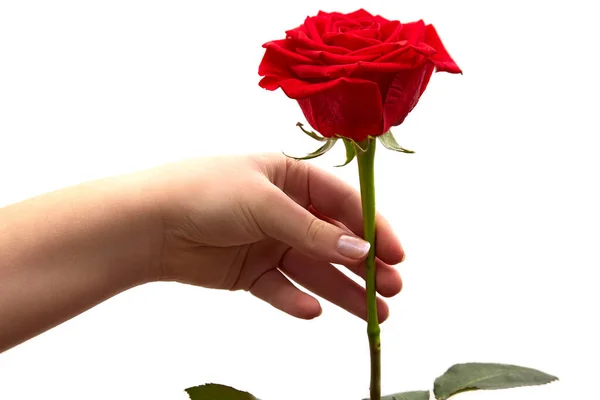 Rosa Roja Mano Mujer Sobre Fondo Blanco — Foto de Stock