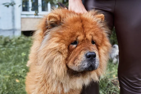 Uma Mulher Caminha Seu Cão Chow Chow Perto Casa — Fotografia de Stock