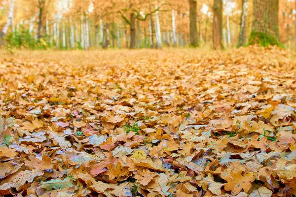 秋の日に森の端に落ちたオークの葉がクローズアップされます 柔らかい選択的フォーカス — ストック写真