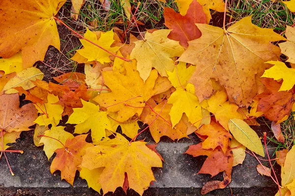 歩道の横にあるカエデの葉混色背景 — ストック写真