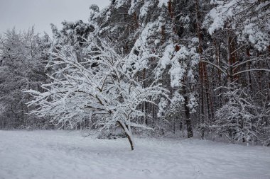 Çam dallarında çok kar var. Kar şeklinde hafif, sakin ve bol yağmurlu bir hava..