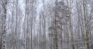 Bulutlu kış gününde karışık orman. Karda huş ağaçları.