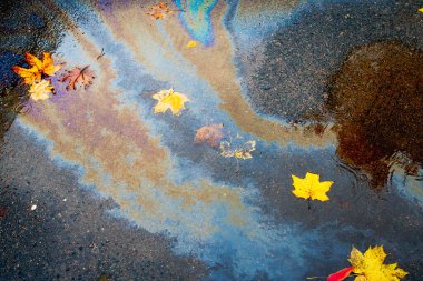 Islak asfalt üzerinde sarı akçaağaç yaprakları ve yanardöner benzin lekeleri.