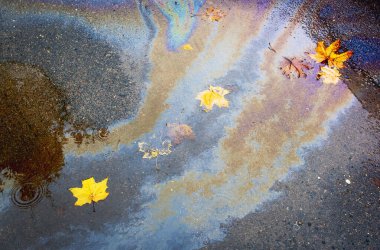 Islak asfaltta sarı akçaağaç yaprakları ve gölette gökkuşağı benekleri var.