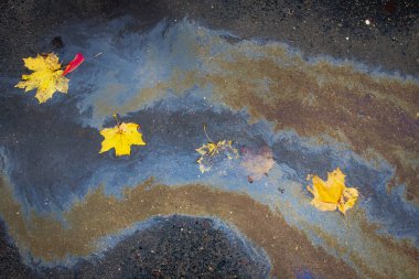 Islak asfalt üzerinde sarı sonbahar benekleri var.