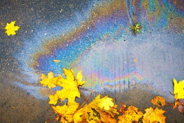 Asfaltta bir yağ tabakası, yüzen akçaağaç yaprakları birikintisinde.