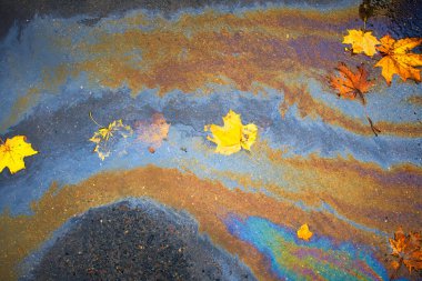 Islak asfalt üzerinde sarı akçaağaç yaprakları ve yanardöner benzin lekeleri.