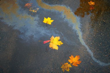 Islak asfalt üzerinde sarı sonbahar benekleri var.