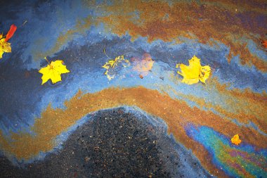 Islak asfalt üzerinde sarı sonbahar benekleri var.