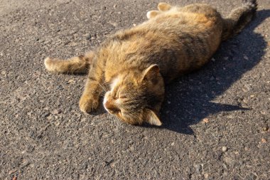 Evsiz kedi bahar güneşinin tadını çıkarıyor kaldırımda yatıyor