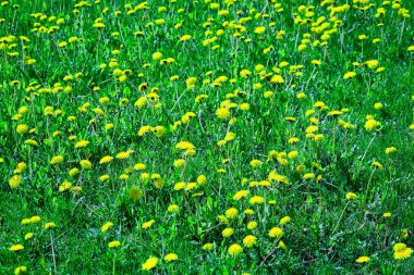 Karahindiba tarlası Aydınlık bir bahar gününde