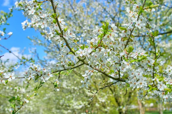 Kwiat Wiśni Wiosnę Tle Lub Skopiować Miejsce Tekst Płytka Głębia — Zdjęcie stockowe