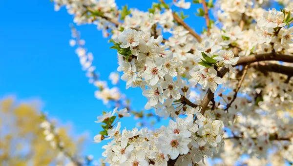 Kwitnące Gałęzie Śliwki Wiśniowej Tle Błękitnego Nieba Skupienie Selektywne — Zdjęcie stockowe