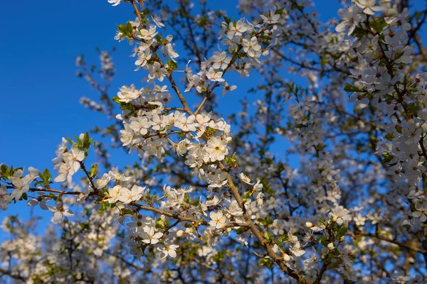 Kwitnące Gałęzie Śliwki Wiśniowej Tle Błękitnego Nieba Wczesną Wiosną Skupienie — Zdjęcie stockowe