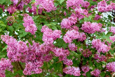 Güzel çiçek açan leylak çalısı, bahar, doğal arka plan