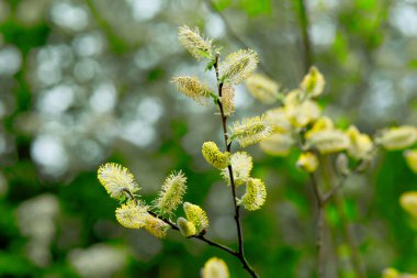 Blossoming willow in spring on a Sunny day. Furry buds of yellow pussy willow. Concept of Orthodox Easter holiday. Selective focus