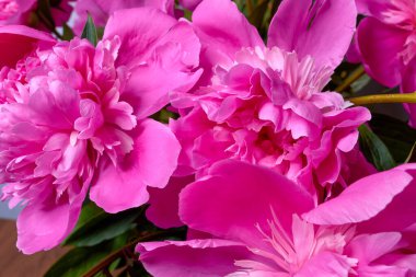 Güzel taze kesilmiş şakayık buketi. Şakayık tomurcukları yakın.