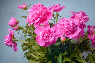 Güzel Violet şakayıkları buketi. Çiçek arkaplan. Güzel taze kesilmiş şakayık buketi.