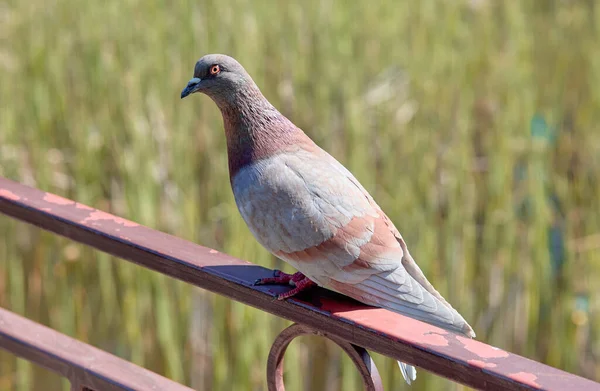 Close Urban Pigeon Bird Perched Parapet Daylight Sunlight Blurred Background — Stock Photo, Image