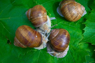 Üzüm yaprakları üzerinde yenilebilir salyangoz salyangozu. Seçici odak