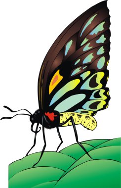 izole güzellik kelebek