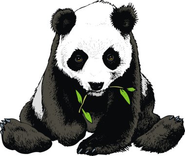 ayı Panda bambu yiyor