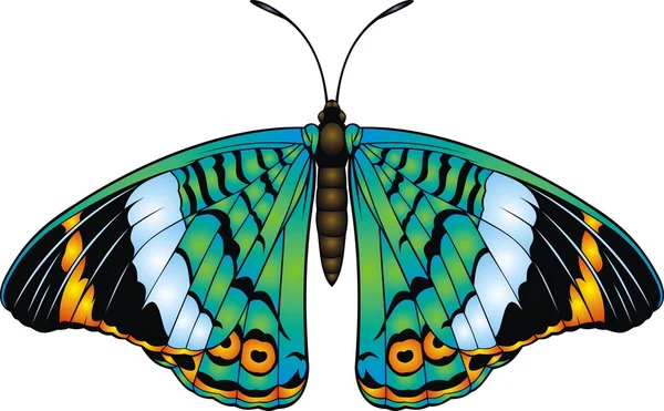 Belleza mariposa aislada — Vector de stock