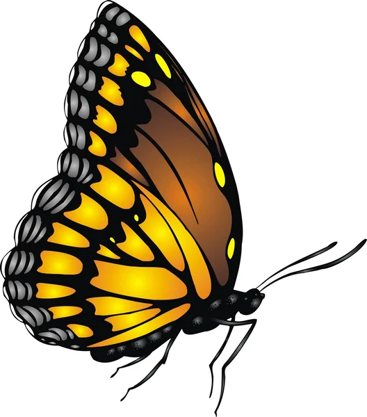 Belleza mariposa aislada — Vector de stock